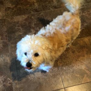 Meet your Posher, Bonnie